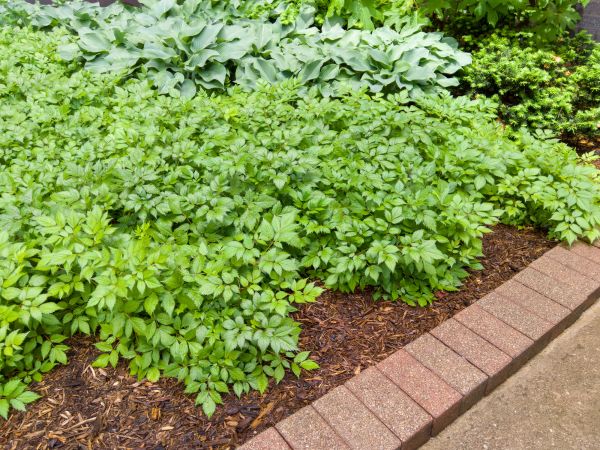 Brick Border Installation Service